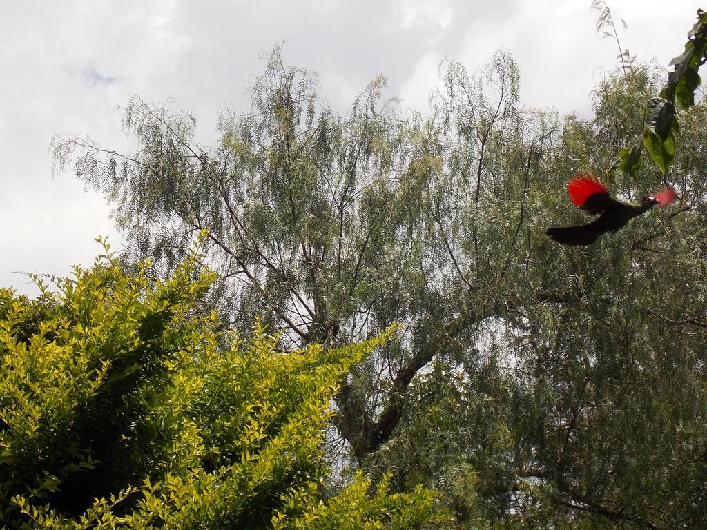 ארושה Songota Falls Lodge חדר תמונה